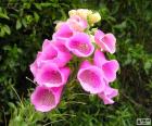 Mooie roze bloemen van Nieuw-Zeeland