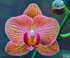 Orchidee Phalaenopsis