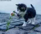 Kitten en plant