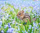 Een wangzakeekhoorns kleine in het midden van een veld met blauwe bloemen