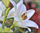 Aziatische lelie wit, met nieuw open bloemen en knoppen ongeopende