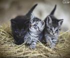 Schattige kittens