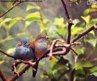 Een paar vogels samen op een tak