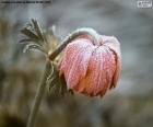Bevroren bloem