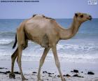 Een mooie Dromedary in kant langs de zee