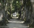 Grote bomen van de botanische tuin van Rio de Janeiro, Brazilië