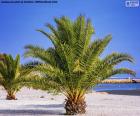 Palmbomen op het strand