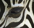 Zebra oog