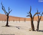 Dodevlei is een witte klei pan dat in de Namib-Naukluft Park in Namibië schuilt