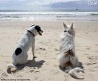 Twee honden op het strand kijken naar de zee