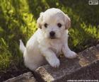 Shih-poo pup