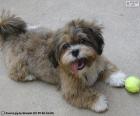 De Shih-poo is een kleine huishond