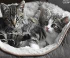 Twee schattige kittens, één man en één vrouw