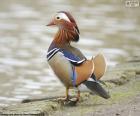 De Mandarijneend is een vogel van levendige kleuren, inheems in China, Japan en Siberië