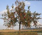 Appelbomen