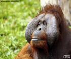 Gezicht van een mannelijke orang-oetan