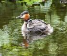 De fuut met hun fokkerij, wonen in de wetlands van Europa, Azië, Afrika en Australië