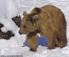 Bruine beer op de sneeuw