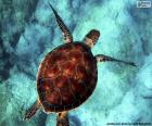 Hemelkleurige waterschildpad