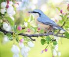 De blauwe vogel van de hemel