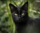 Zwart kattengezicht