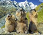 Drie Alpengrondhogs