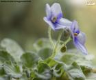 Afrikaanse Violet Bloemen