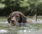 Labrador in het water