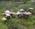 Een groep paddestoelen in het bos op het mos