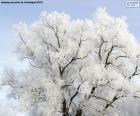 Met vorst bedekte boom