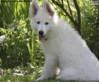 Witte Zwitserse Hond Puppy van de Herder