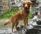 Retriever uit Nova Scotia