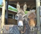 Mooie foto van de hoofden van een ezel en een pony in de stal