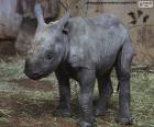 Zwarte neushoorn fokken