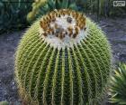 Ronde cactus