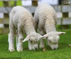 Twee tedere schapen