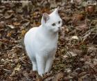 Een leuk wit katje in een tuin met de vloerhoogtepunt van droge bladeren