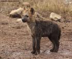 Het puppy van Hyena