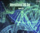 Internationale DNA-dag, 25 april, een dag om de ontdekking van dna-structuur te vieren