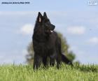 Belgisch herder groenendael puppy