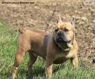 Franse Bulldog