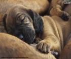 Hanover Hound puppy een ras afkomstig uit Duitsland