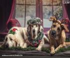 Drie grote en mooie honden met kerstmotieven