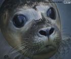 Het gezicht van een zeehond