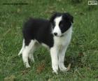 Border Collie puppy |