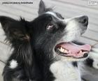 Border collie kop