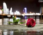 Een prachtige roos voor de dag van de liefde, gelukkige Valentijnsdag