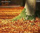 De bladeren van de herfst op de grond