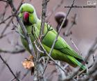 Groene papegaai