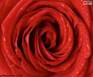 puzzel Red Rose detail